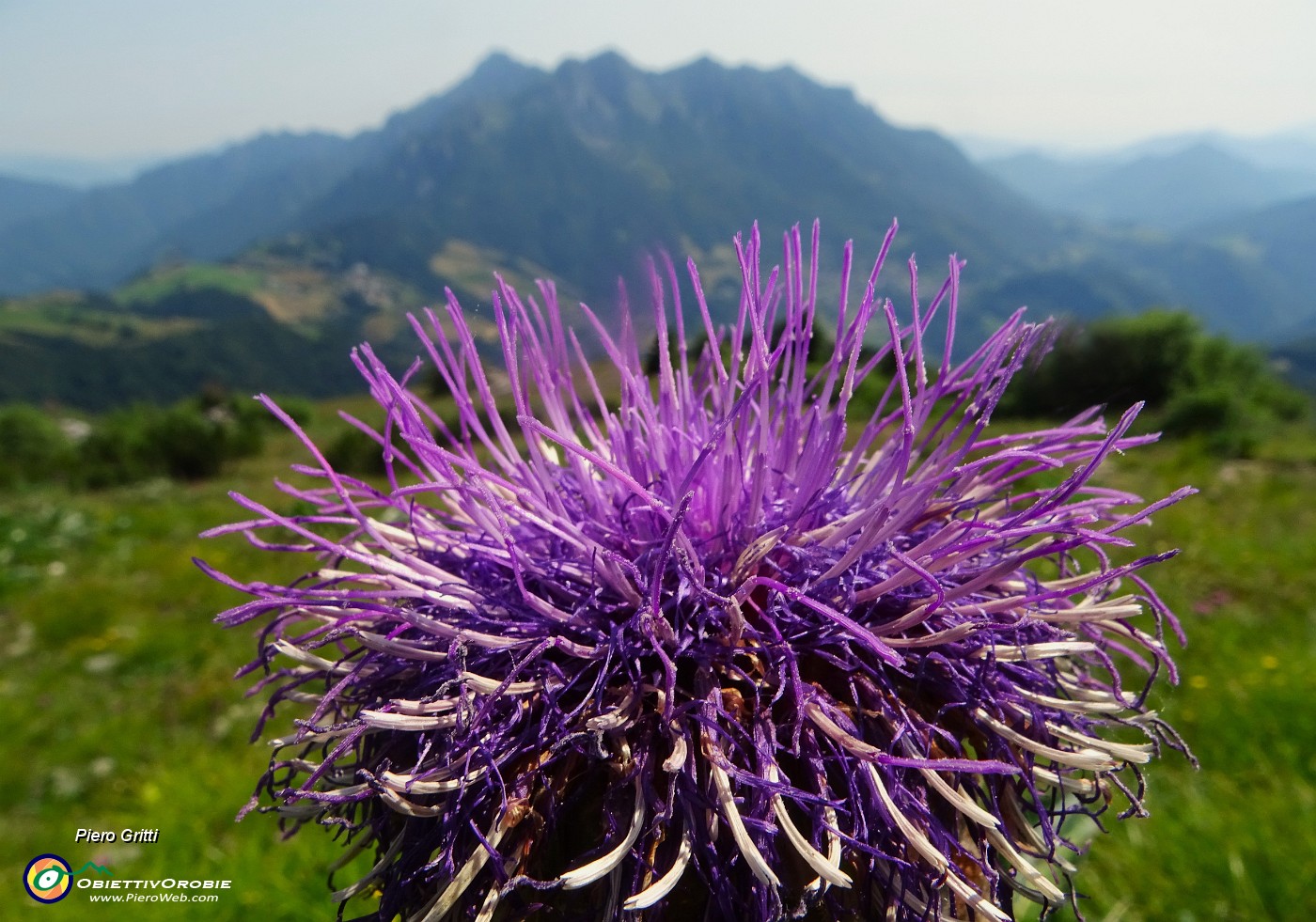 63 Fiore di Rhaponticum scariosum (Fiordaliso rapontico) con vista in Alben.JPG